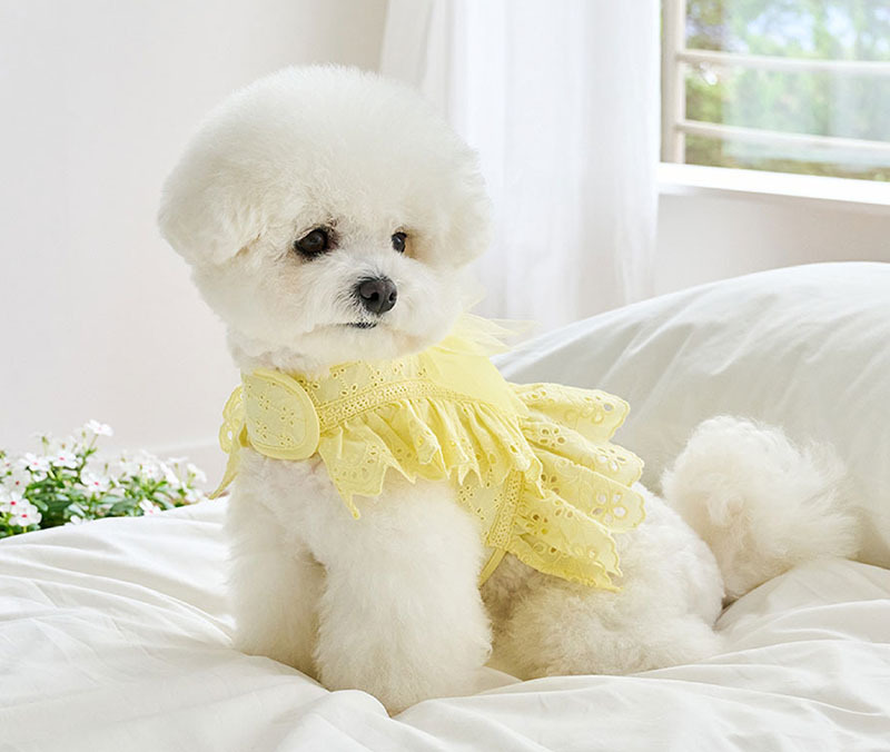 Angel 天使 夏季胸背帶＋牽繩 (黃) - It’s sunny outside