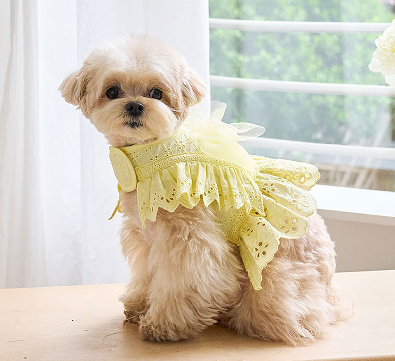 Angel 天使 夏季胸背帶＋牽繩 (黃) - It’s sunny outside