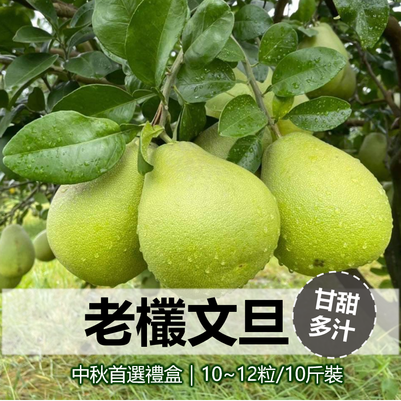多種禮盒任君挑選｜正宗台南麻豆文旦｜40年老欉柚子【中秋禮盒10斤裝】 產地直送! 採完為止呦~