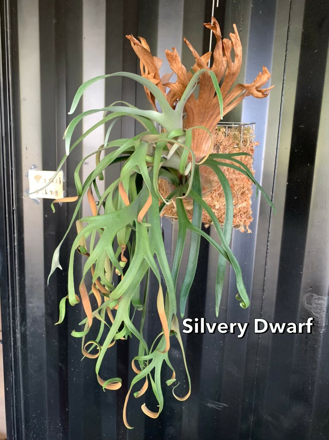 P. willinckii cv. silvery dwarf