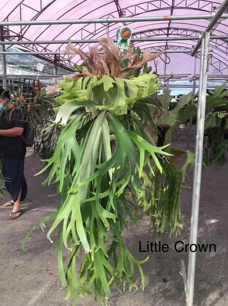 P. willinckii ' Crown'① P.Willinckii Little Crown spore”Dwarf select “ 還記得他嗎
