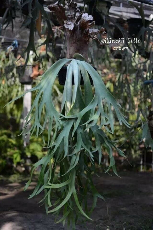 P. willinckii ' Crown'① P.Willinckii Little Crown spore”Dwarf select “ 還記得他嗎