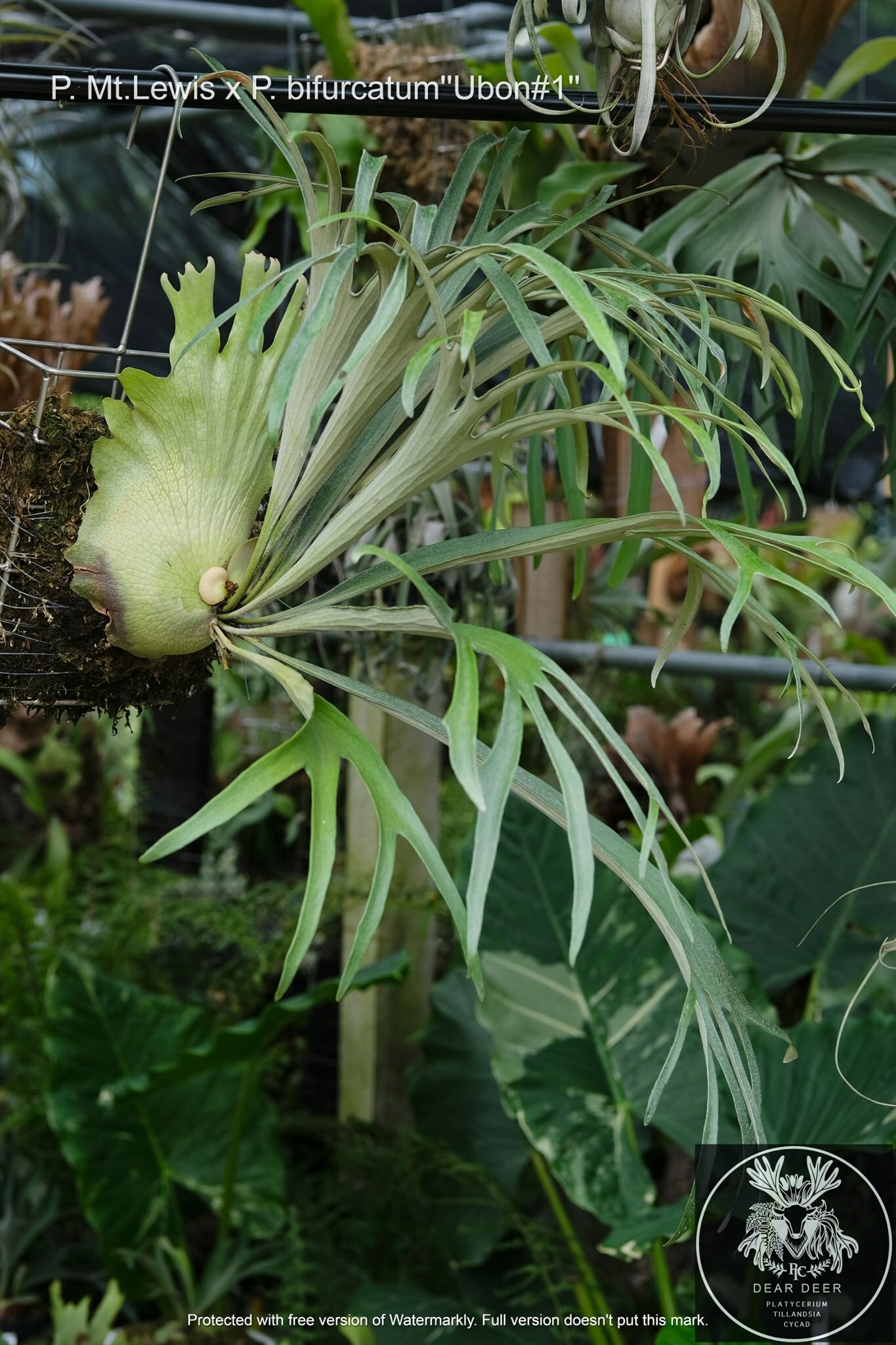ビカクシダ P. Mt. Lewis マウントルイス　バンダカさんで購入 ビカクシダ Mt.lewisマウントルイス ビカクシダ P. Mt. Lewis マウント