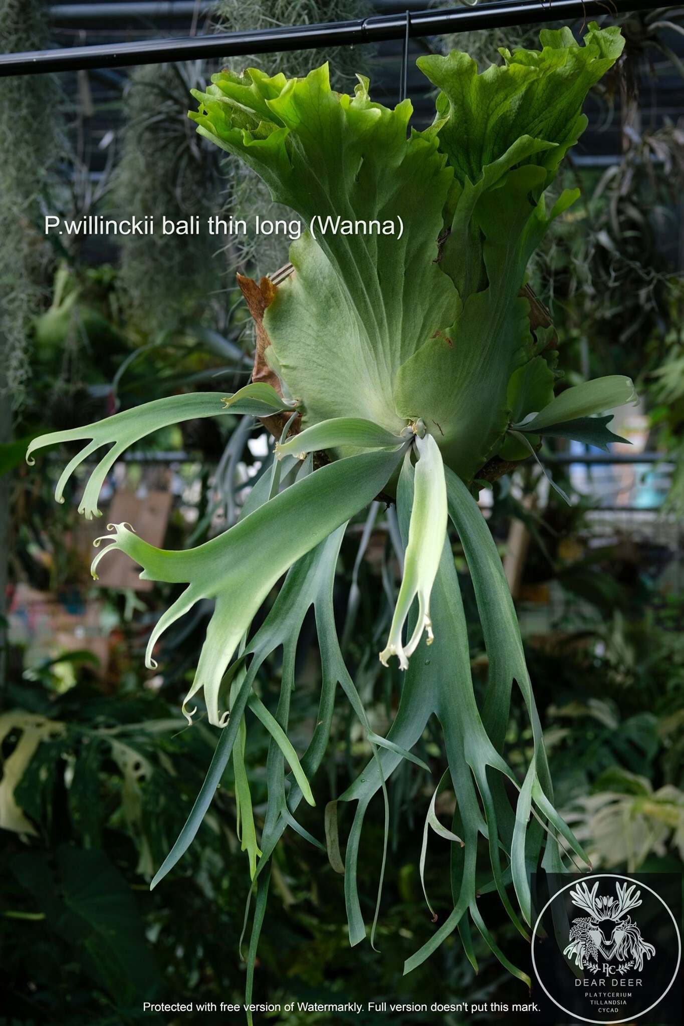 P.willinckii bali thin long (Wanna)