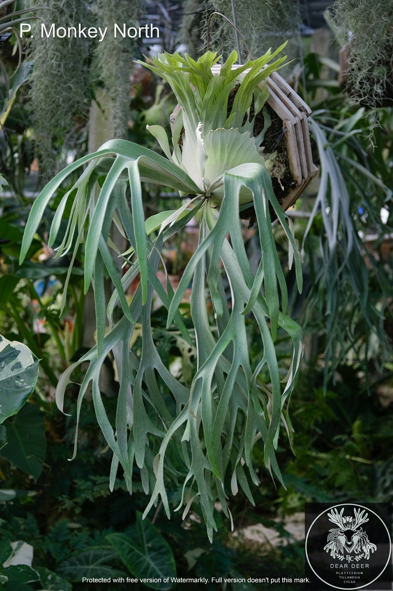 ビカクシダ P. Monkey North (vandaka) P.'Monkey North'