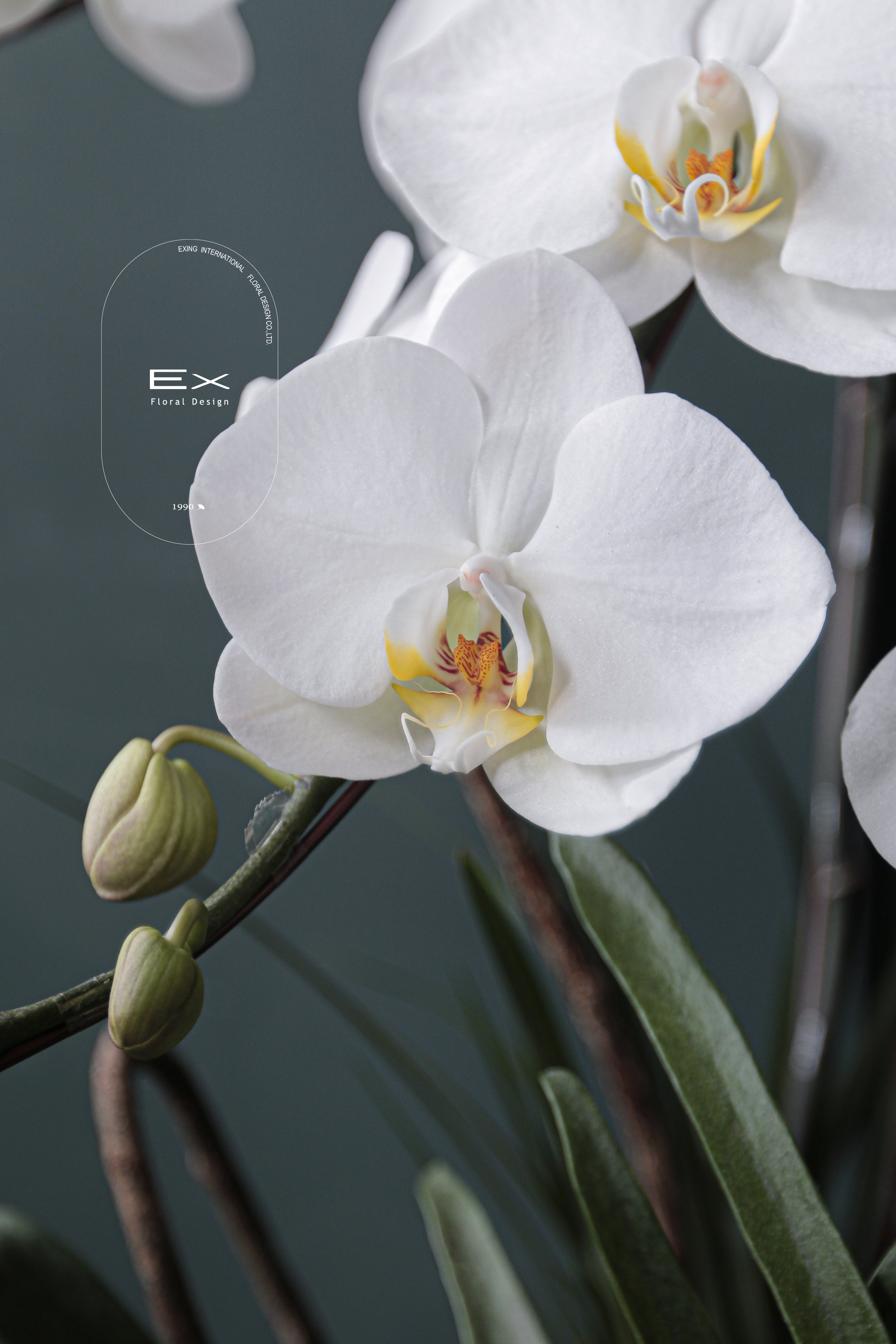 香島莉子｜蝴蝶蘭 雅量高致