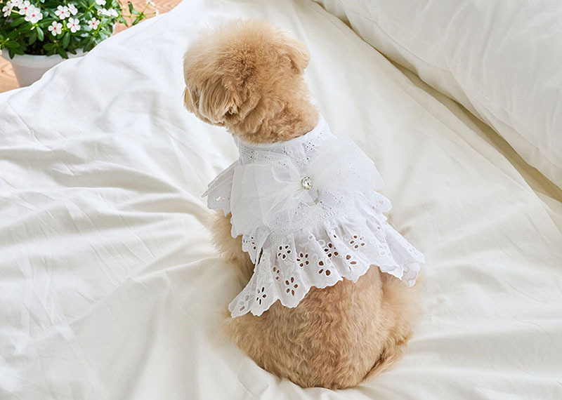 天使絲帶胸針 (白色 蝴蝶結)  - It’s sunny outside