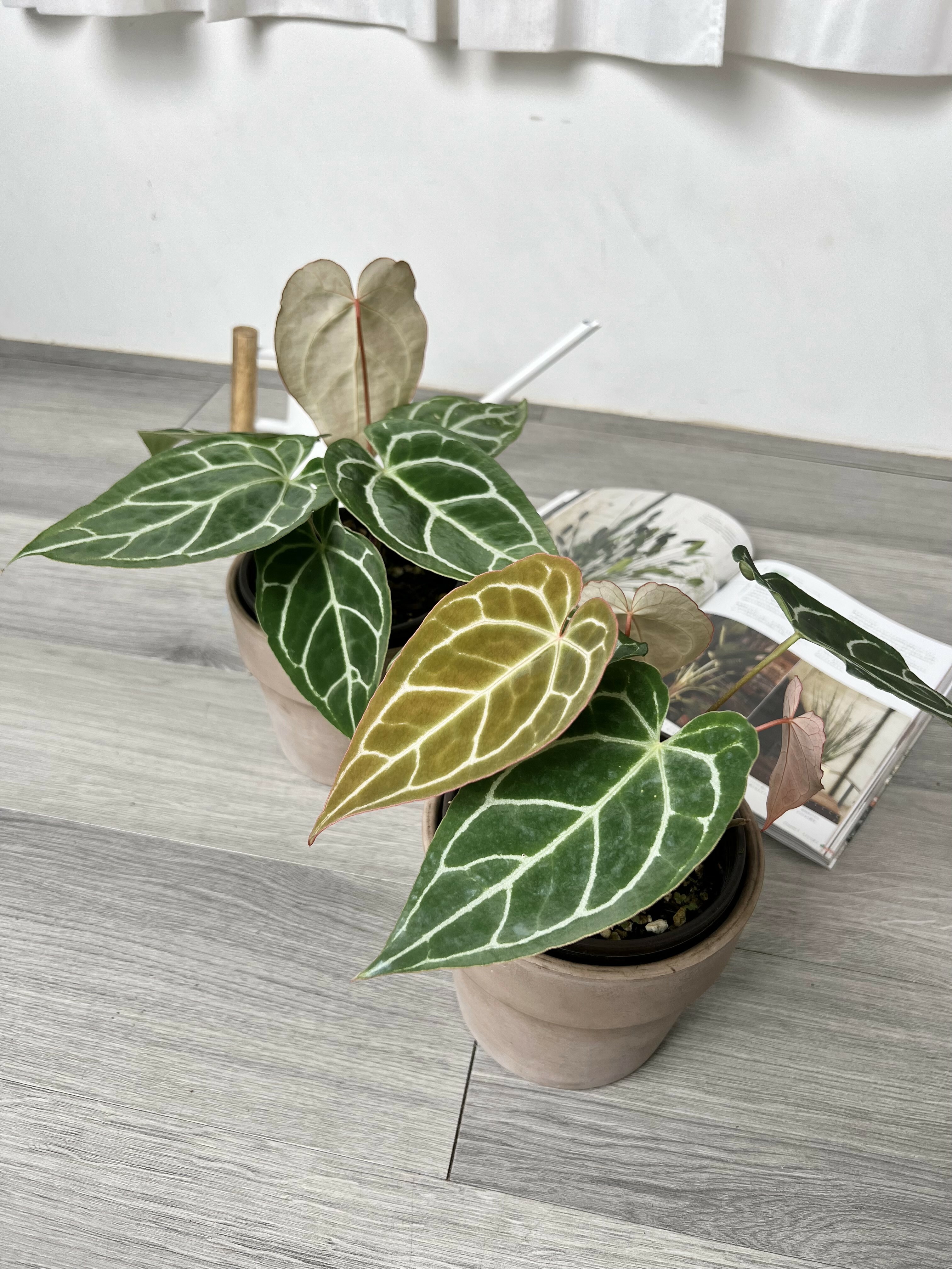 Anthurium crystallinum x Anthurium magnificum 水晶華麗交種花燭