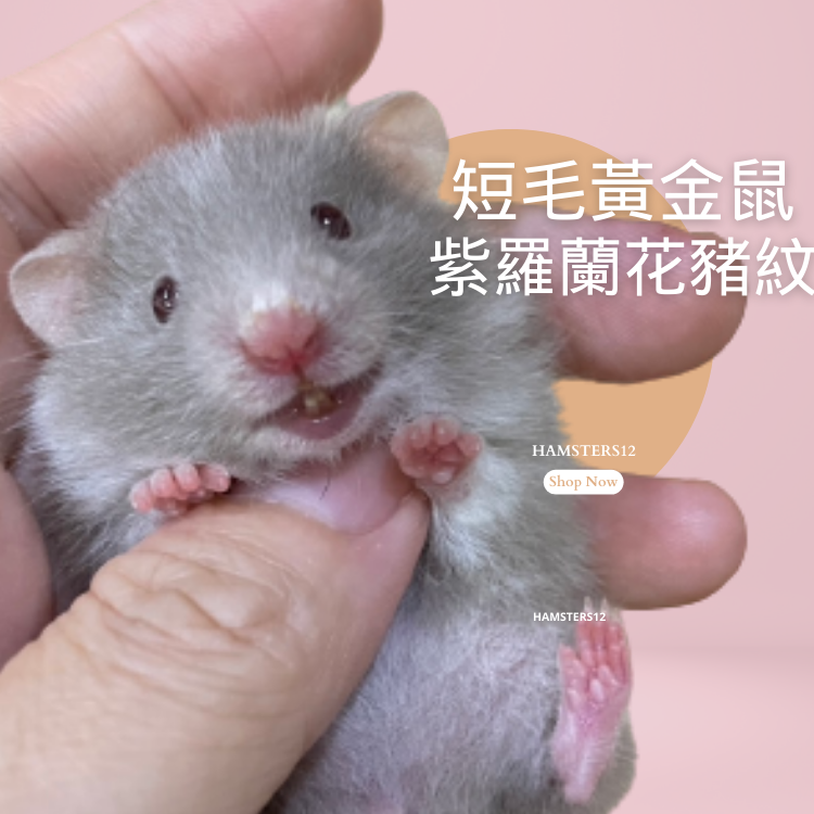 短毛黃金鼠 紫羅蘭 花豬全身紋   敘利亞倉鼠/黃金鼠/  Hamsters12鼠1鼠2