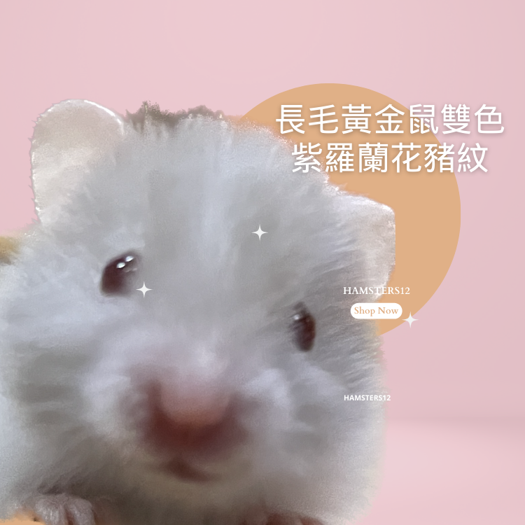 長毛黃金鼠  紫羅蘭雙色花豬紋 長毛黃金鼠 敘利亞倉鼠/黃金鼠/ hamsters12鼠1鼠2