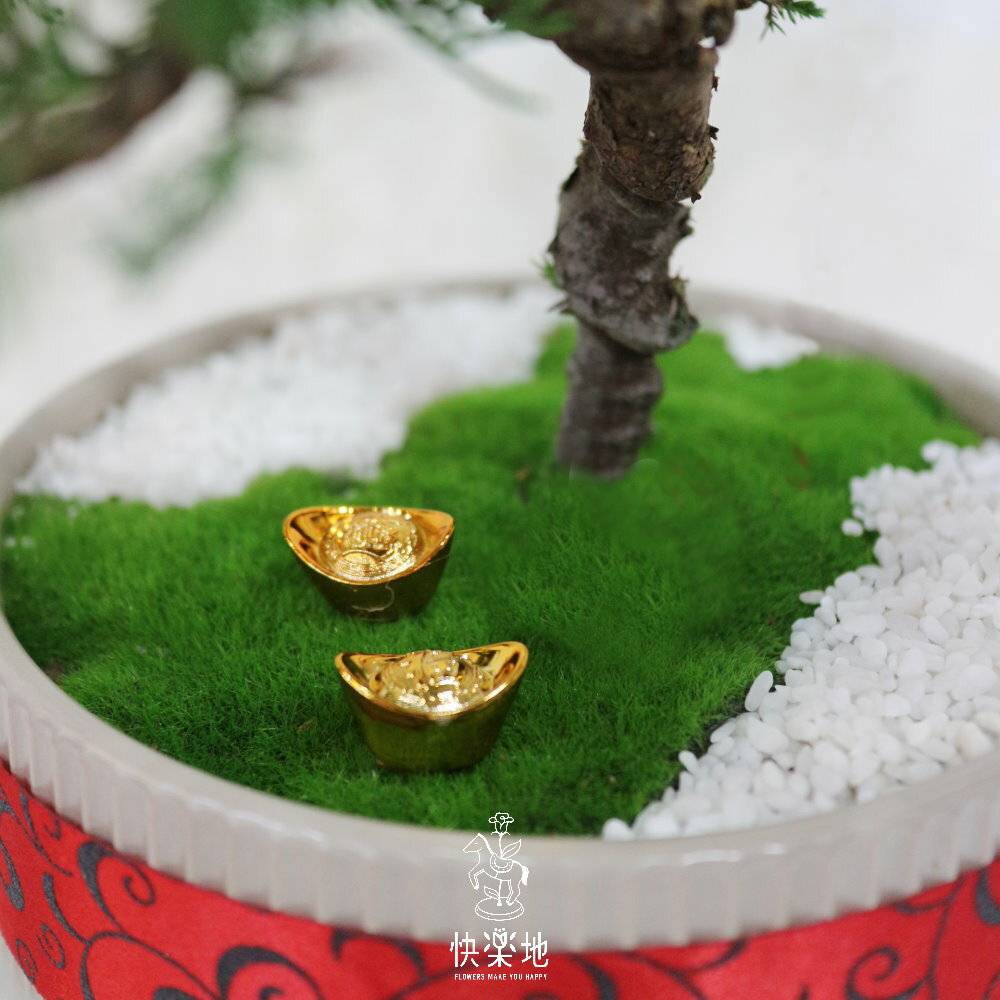 常青蒼勁 I 松柏盆栽  GP230890