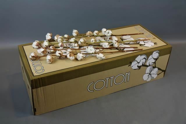 天然棉花 (整件購買，一件50支)