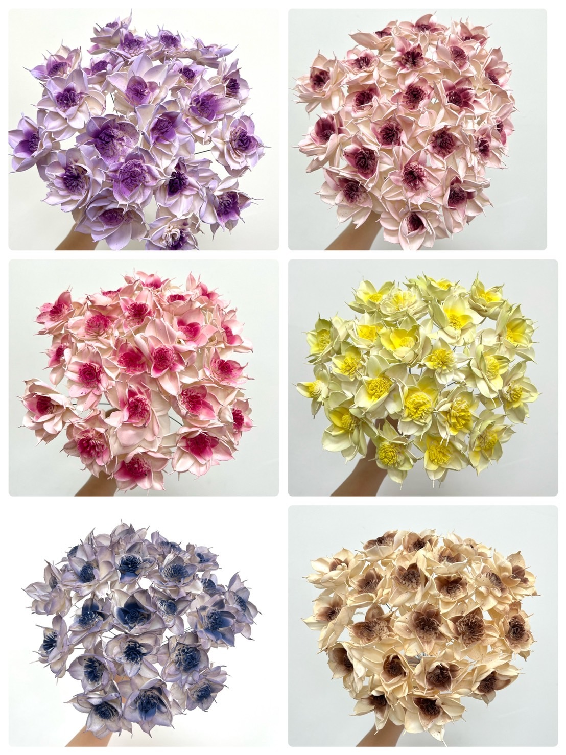 印度索拉花 尖葉水仙花 6CM  <十支一把>