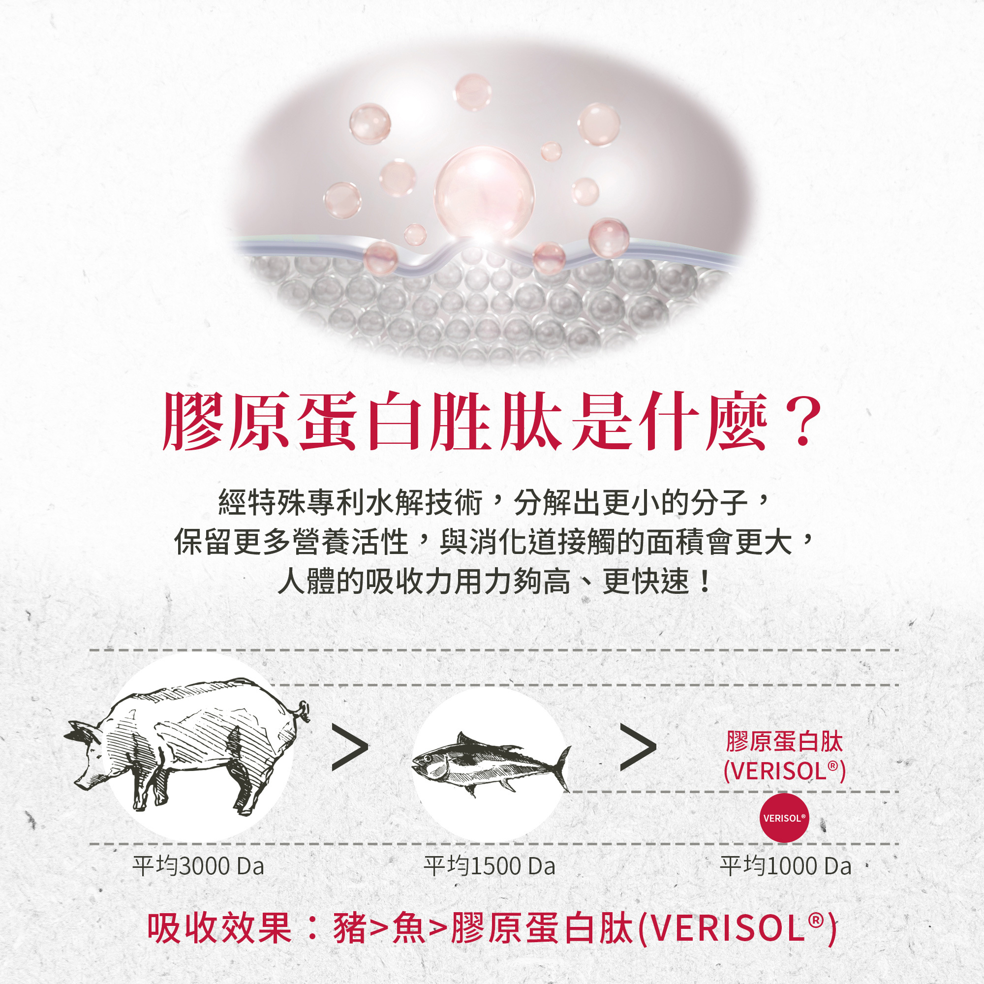 聖伯納德膠原蛋白安瓶飲採用膠原蛋白胜肽,小分子好吸收