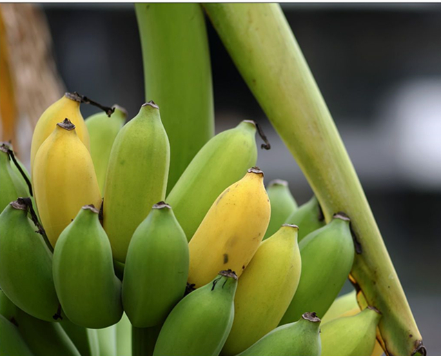 本地有機奶蕉 (生)(斤)
