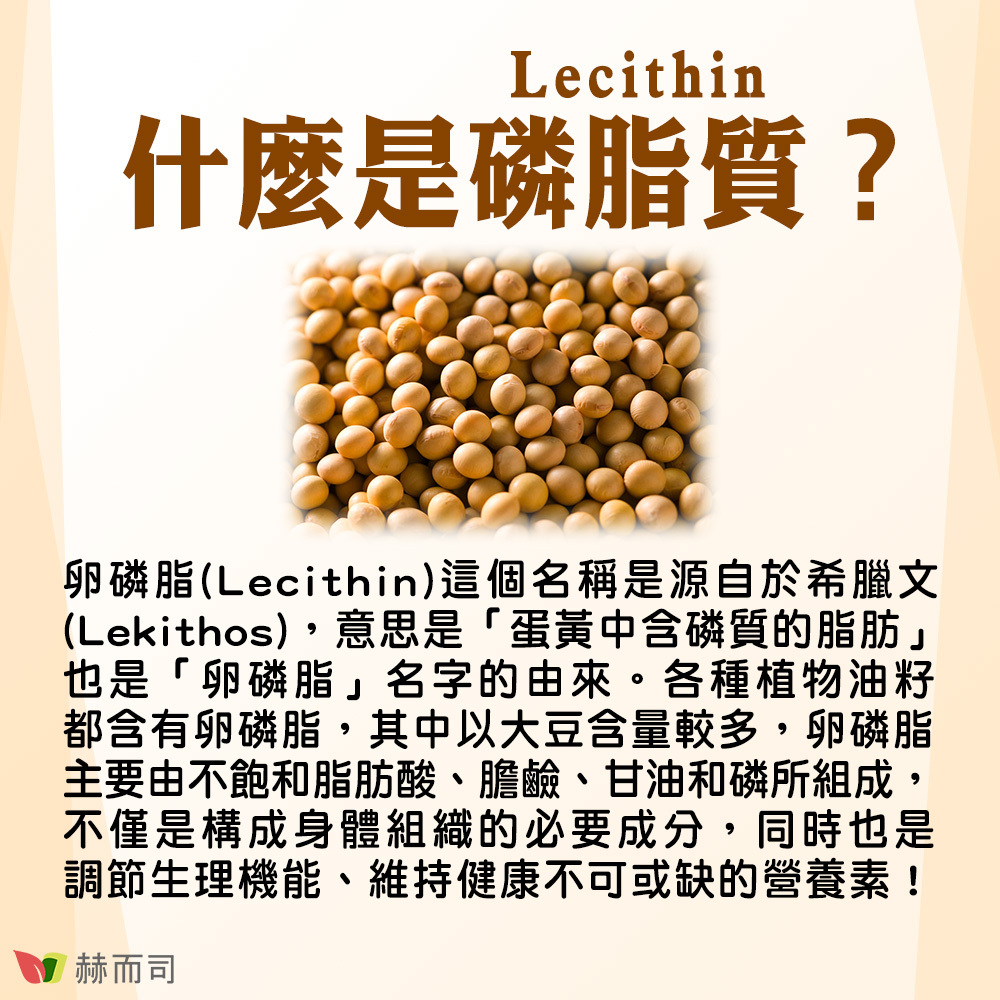 【赫而司】法國高濃縮大豆卵磷脂 什麼是磷脂質(Lecithin)？卵磷脂(Lecithin)這個名稱是源自於希臘文Lekithos，意思是「蛋黃中含磷質的脂肪」，也是「卵磷脂」名字的由來。各種植物油籽都含有卵磷脂，其中以大豆含量較多，卵磷脂主要由不飽和脂肪酸、膽鹼、甘油和磷所組成，不僅是構成身體組織的必要成分，同時也是調節生理機能、維持健康不可或缺的營養素！
