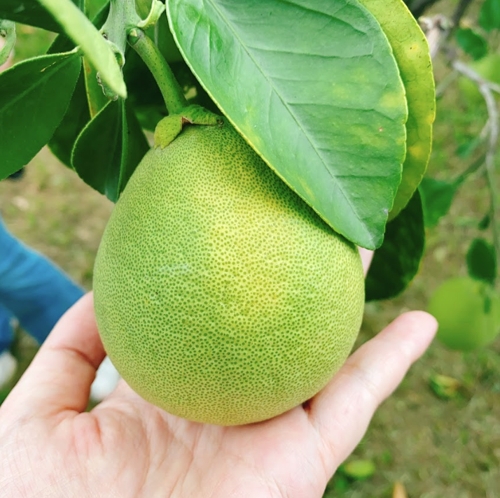 大川果園-斗六文旦(5~7顆）