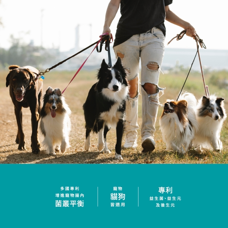 寵物,寵物保健,寵物保健品,日本專利益生菌,乳酸菌,LACRIS-S,英國專利半乳寡糖益生元,台灣專利後生元,SVF-261綜合蔬果酵素粉,益生菌後生元補充品,益生菌與益生質產品,皮爾斯寵物營養產品,台灣製造寵物益生菌,貓狗益生菌補充品,改善口臭的寵