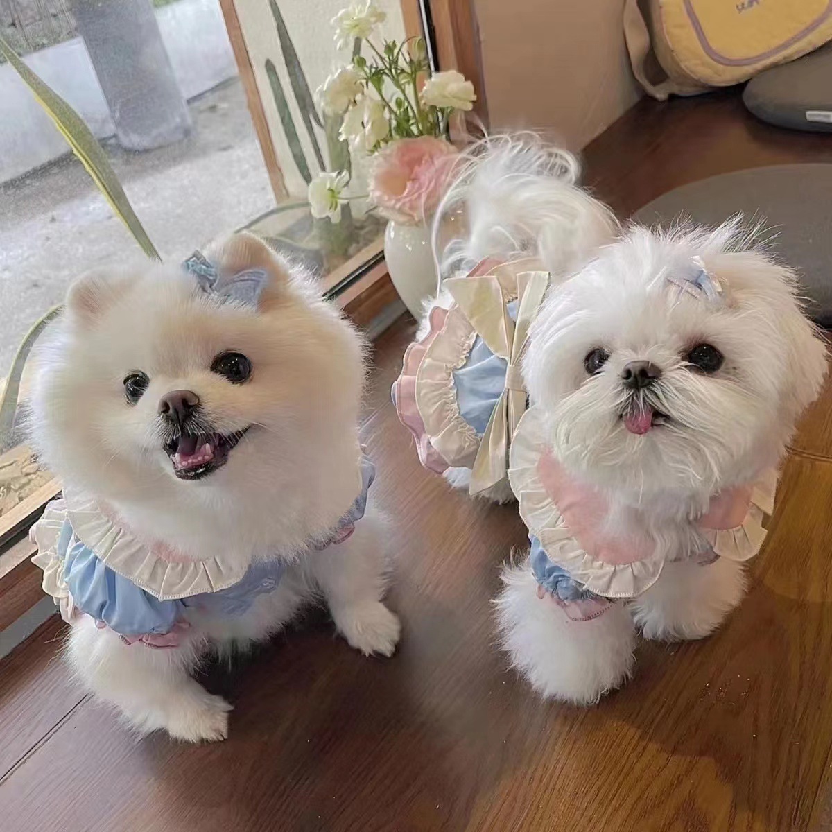 宠物衣服 春日游园裙子