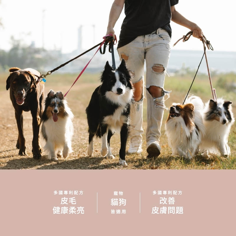 pierce pet, 皮爾斯, 寵物, 寵物保健, 寵物保健品, 酵母粉, 乳酸菌, 台灣, 免疫力, 光澤毛質, 貓, 狗