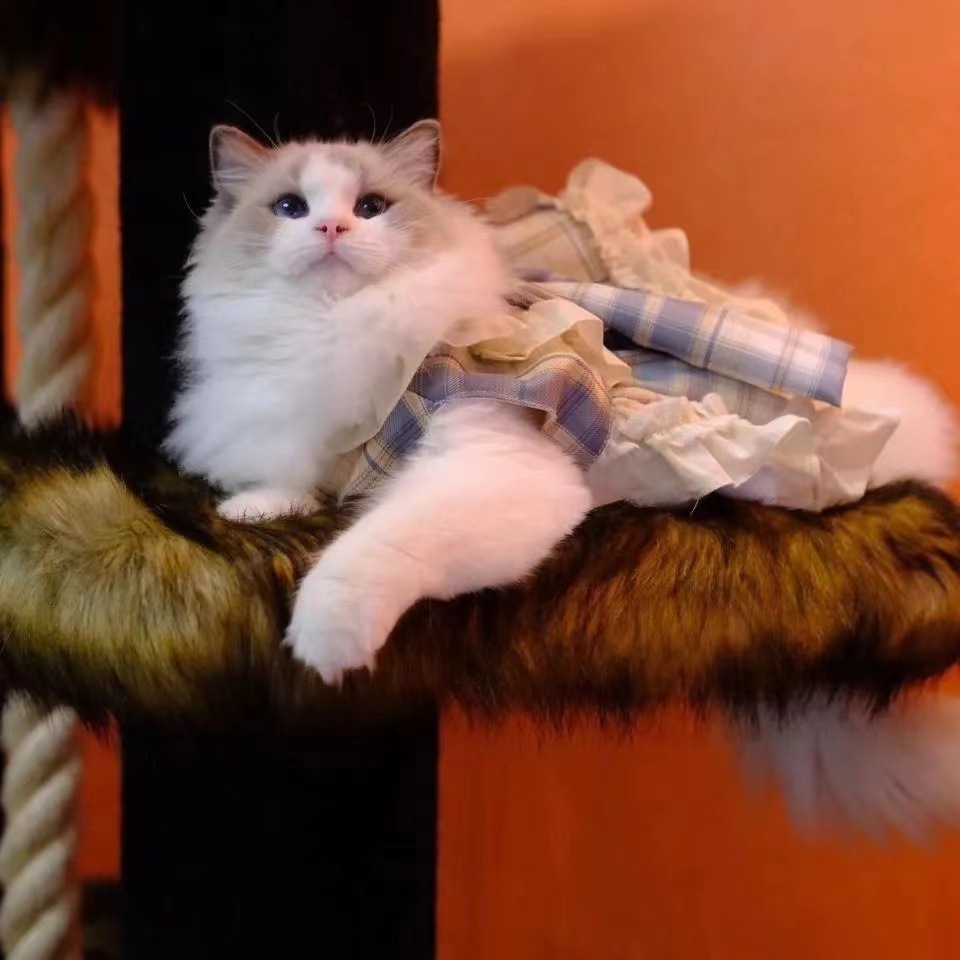 宠物衣服  JK公主裙