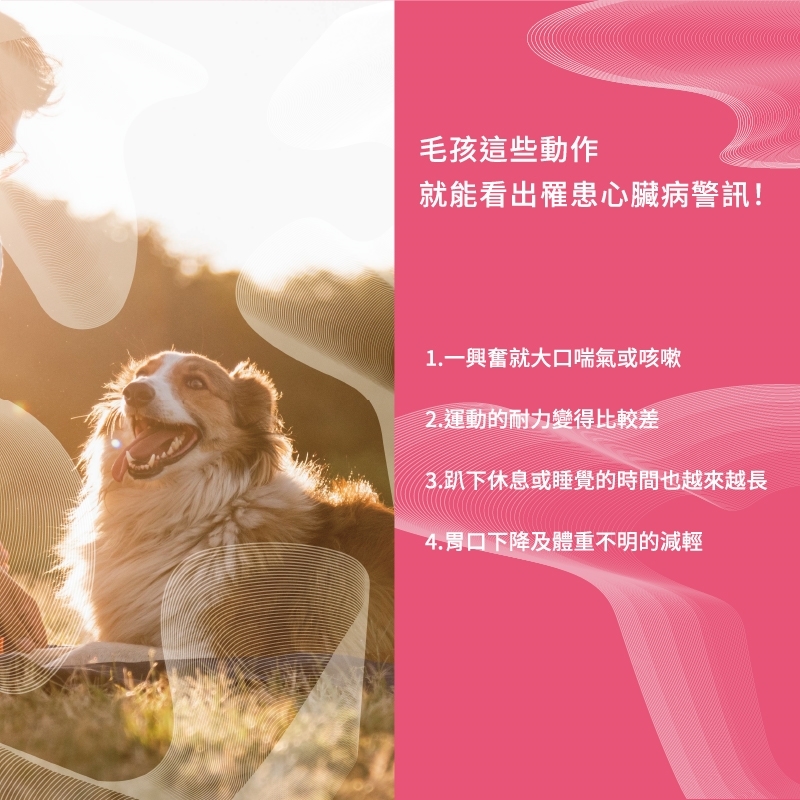 pierce pet, 皮爾斯, 寵物, 寵物保健, 寵物保健品, 酵母粉, 乳酸菌, 台灣, 免疫力, 光澤毛質, 貓, 狗, 寵物專利心血管保健,紅蚯蚓粉,輔酶Q10,魚油粉