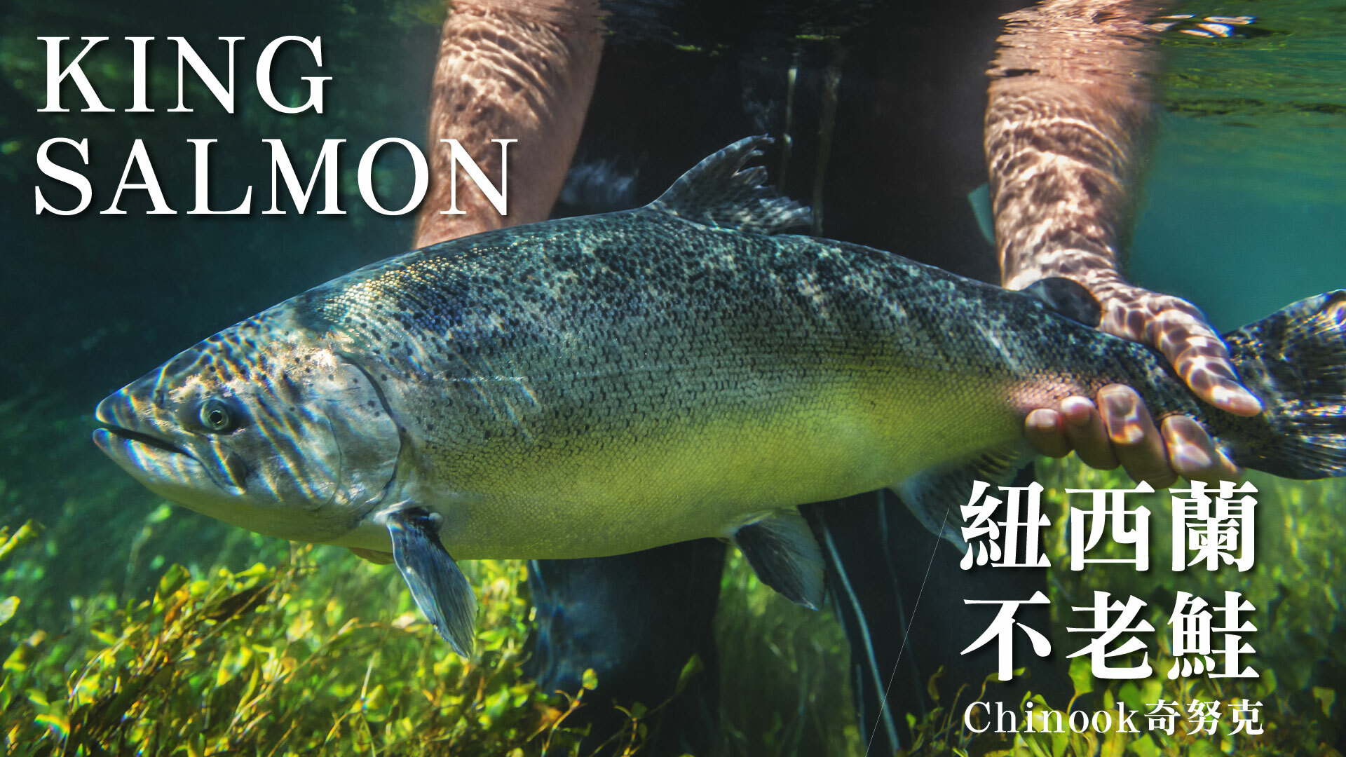 紐西蘭不老鮭魚