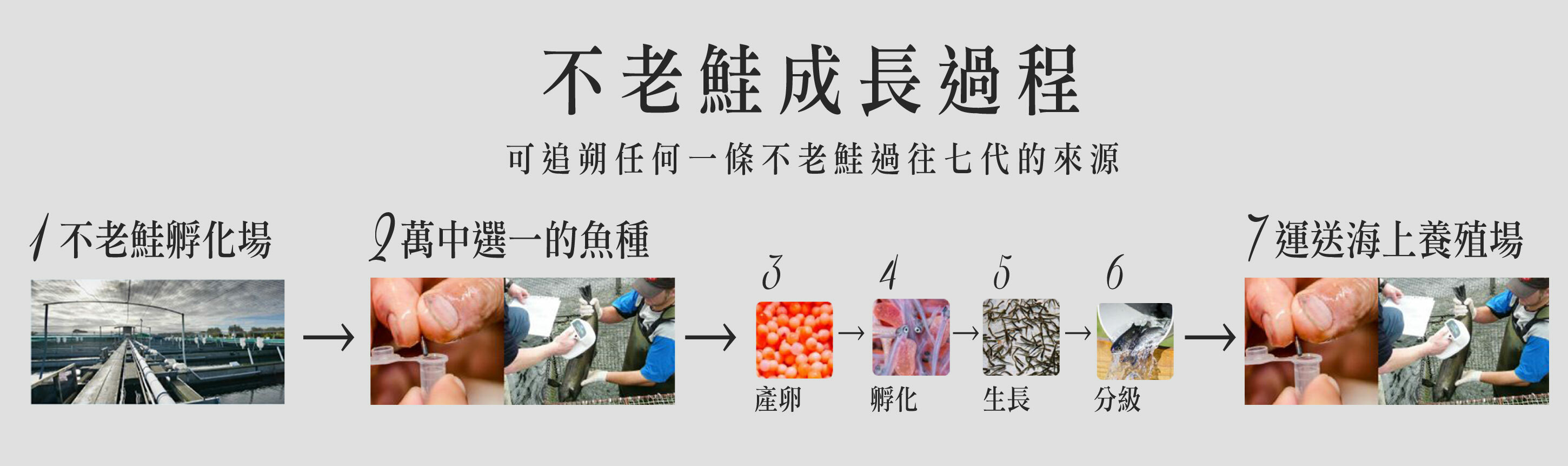 可追朔任何一條不老鮭過往七代的來源
