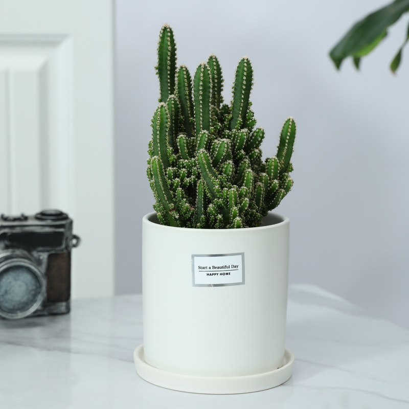 《2887》INS簡約自然美陶瓷花盆擺設