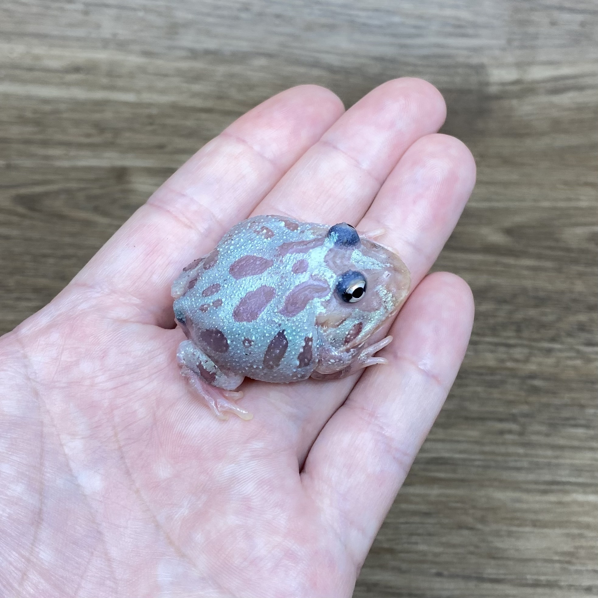 變異角蛙-白金果凍