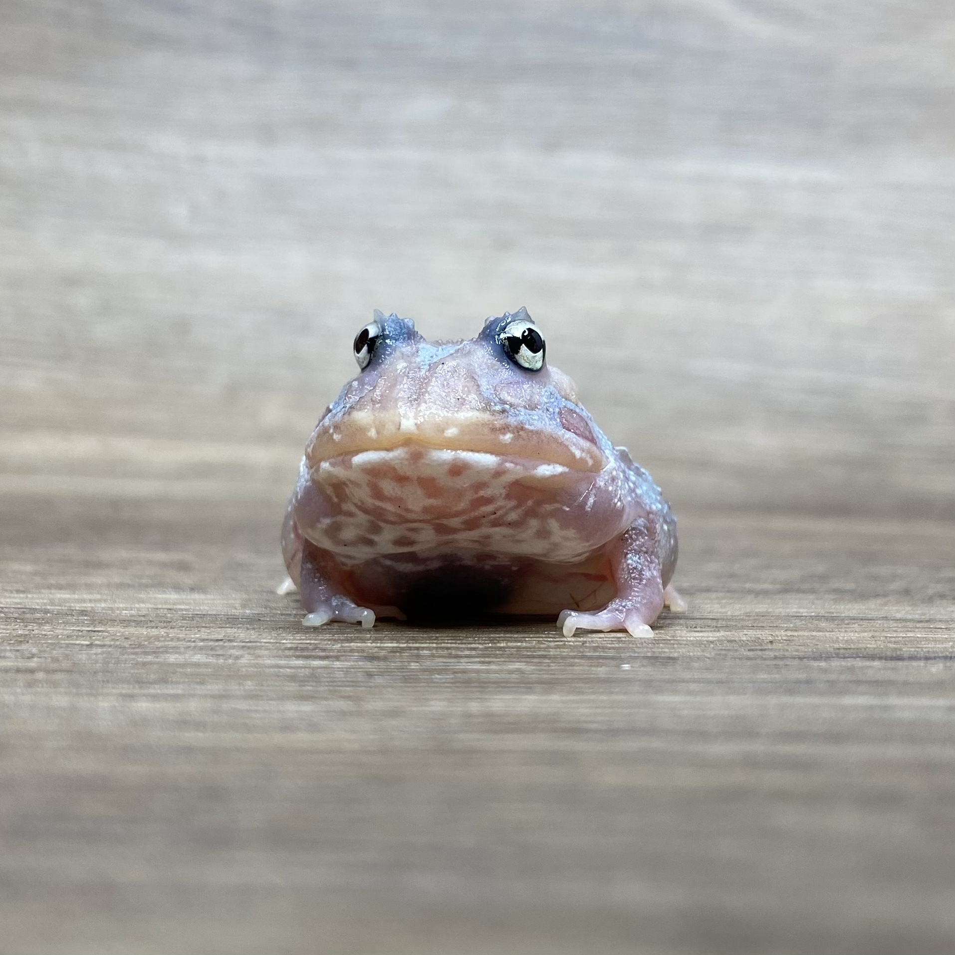 變異角蛙-白金果凍