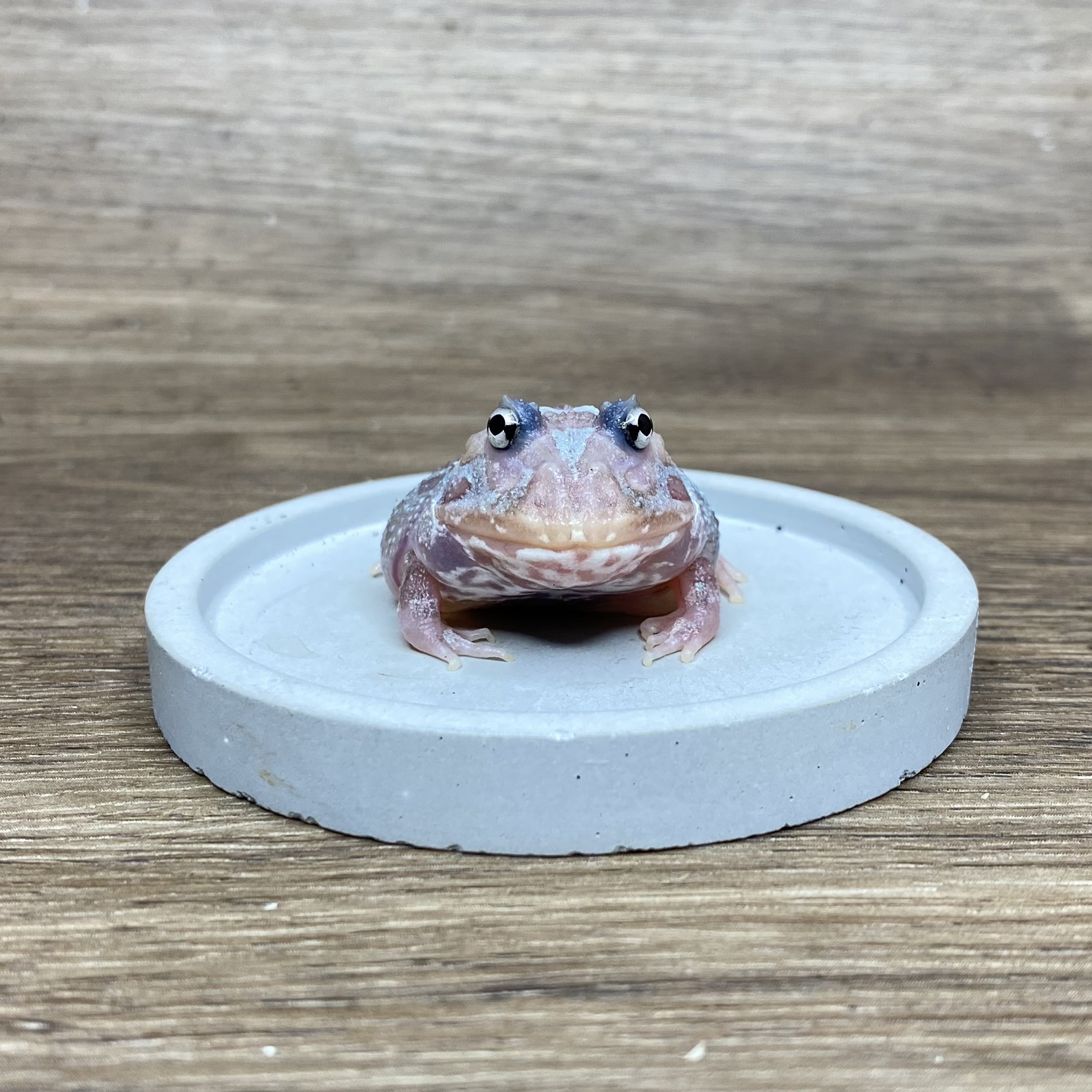 變異角蛙-白金果凍