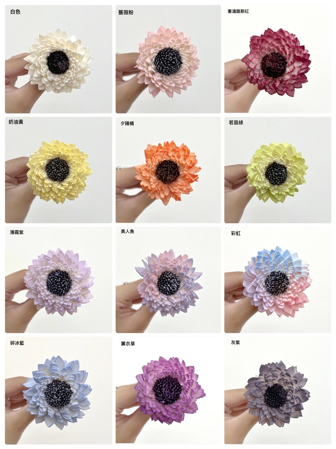 印度索拉花 凸菊5CM  <十支一把>