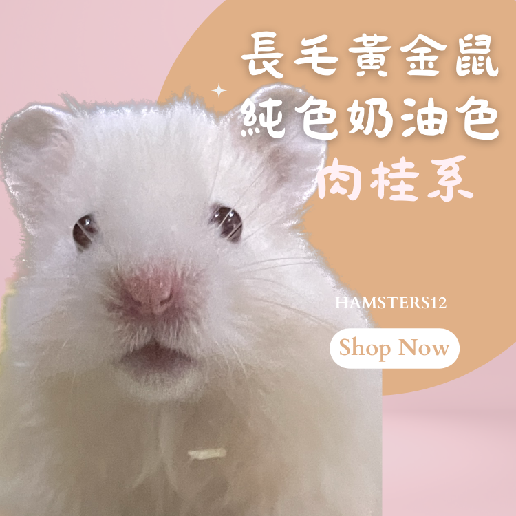 Cream hamster