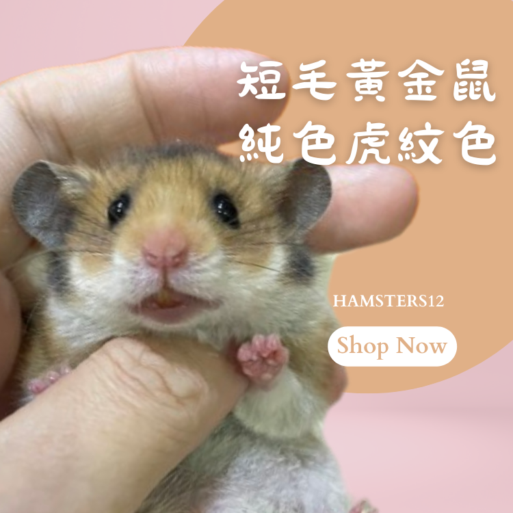 短毛黃金鼠  虎紋純色 敘利亞倉鼠/黃金鼠/  Hamsters12鼠1鼠2