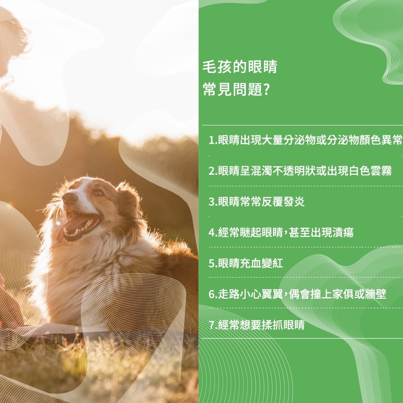 pierce pet, 皮爾斯, 寵物, 寵物保健, 寵物保健品, 葉黃素, 山桑子, 枸杞精粉, 玉米黃素, 美國專利, 德國專利, 瑞士專利, 眼睛保健, 護眼, 寵物護眼