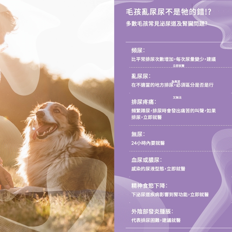 pierce pet, 皮爾斯, 寵物, 寵物保健, 寵物保健品, 乳酸菌粉, D-甘露糖, 洛神花萼萃取粉, 蔓越莓, 泌尿道, 腎臟, 狗狗血尿