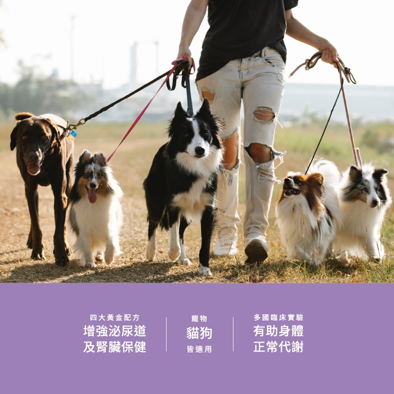 pierce pet, 皮爾斯, 寵物, 寵物保健, 寵物保健品, 乳酸菌粉, D-甘露糖, 洛神花萼萃取粉, 蔓越莓, 泌尿道, 腎臟, 狗狗血尿