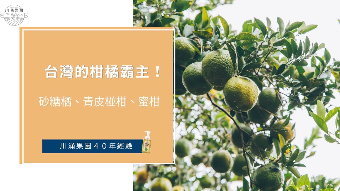 原來台灣的柑橘霸主！砂糖橘、青皮椪柑、蜜柑，台灣有哪些柑橘水果,台灣有那些柑橘,川涌果園