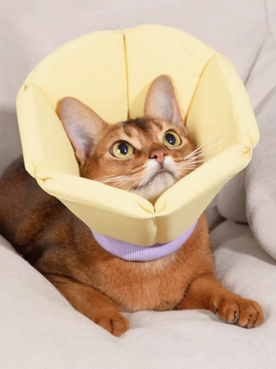 【HiDREAM】海綿錐形伊莉莎白圈｜頭套