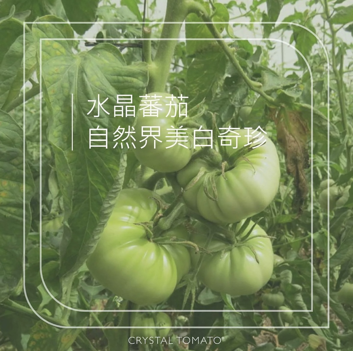 CRYSTAL TOMATO®水晶蕃茄®美白丸WHITENING SUPPLEMENT