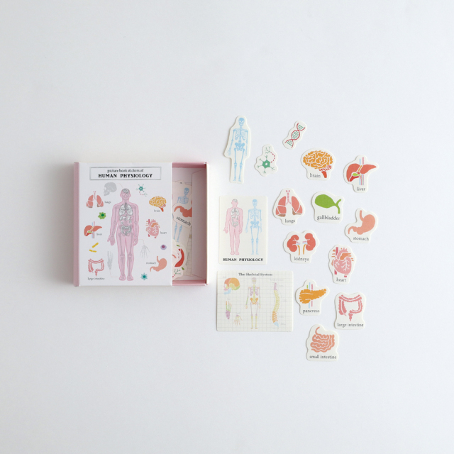 人體生物學圖鑑 30枚書型貼紙組｜日本STUDY HOLIC