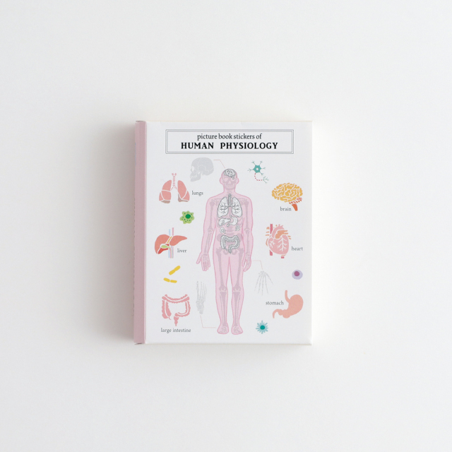 人體生物學圖鑑 30枚書型貼紙組｜日本STUDY HOLIC