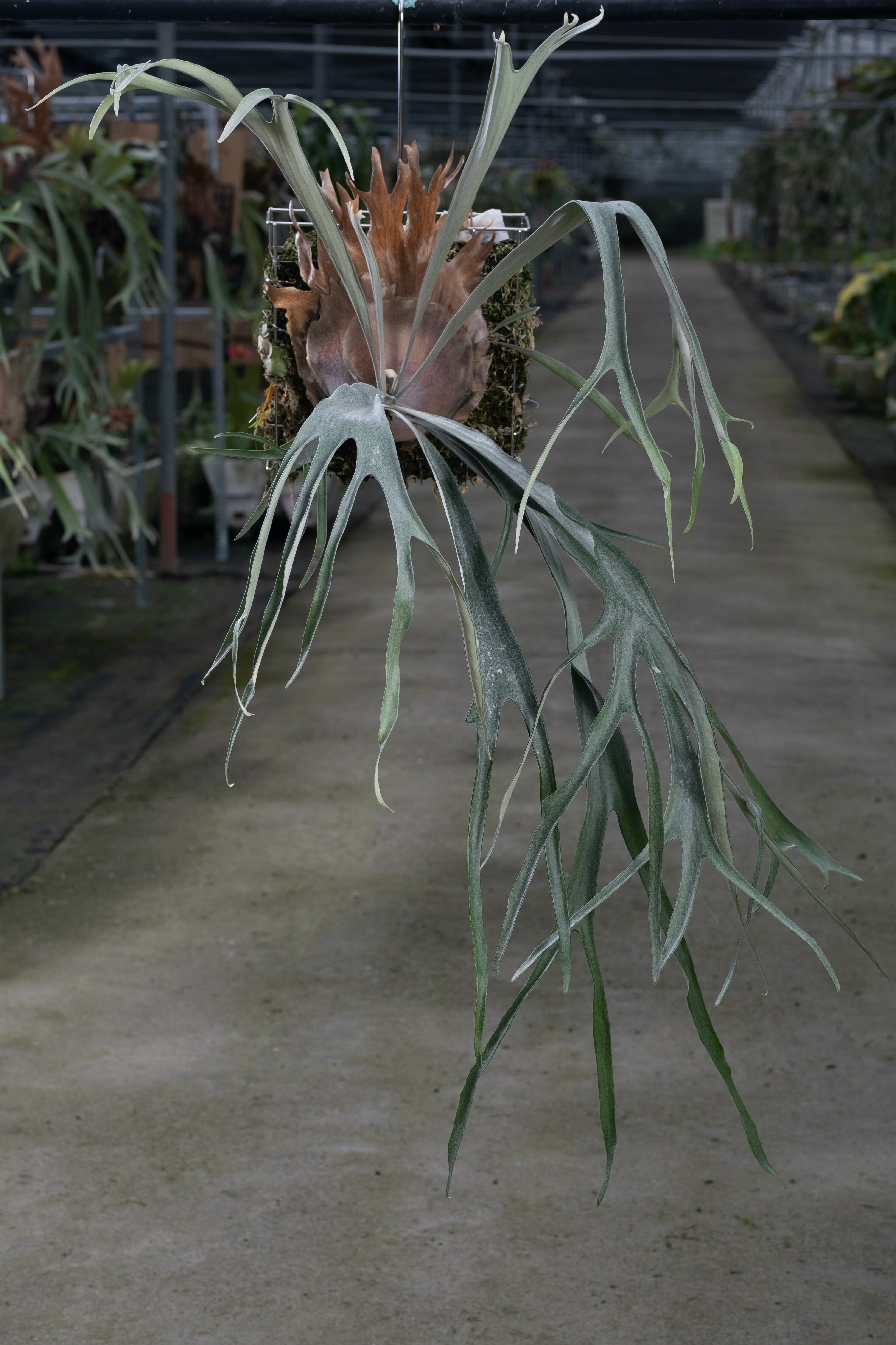 P.Musang King ビカクシダ