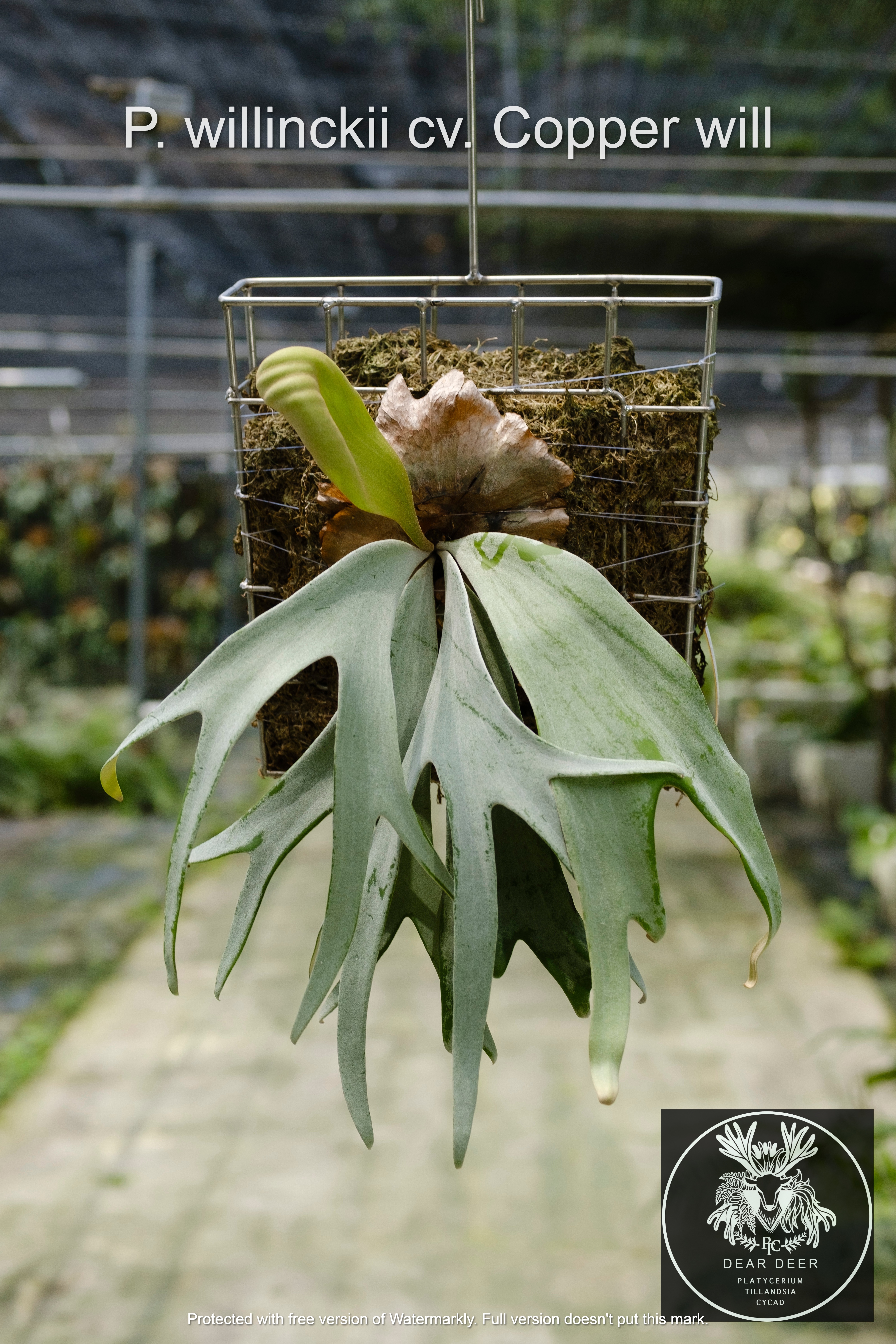 P.willinckii 'Copper will' from @necomoss . めちゃくちゃ