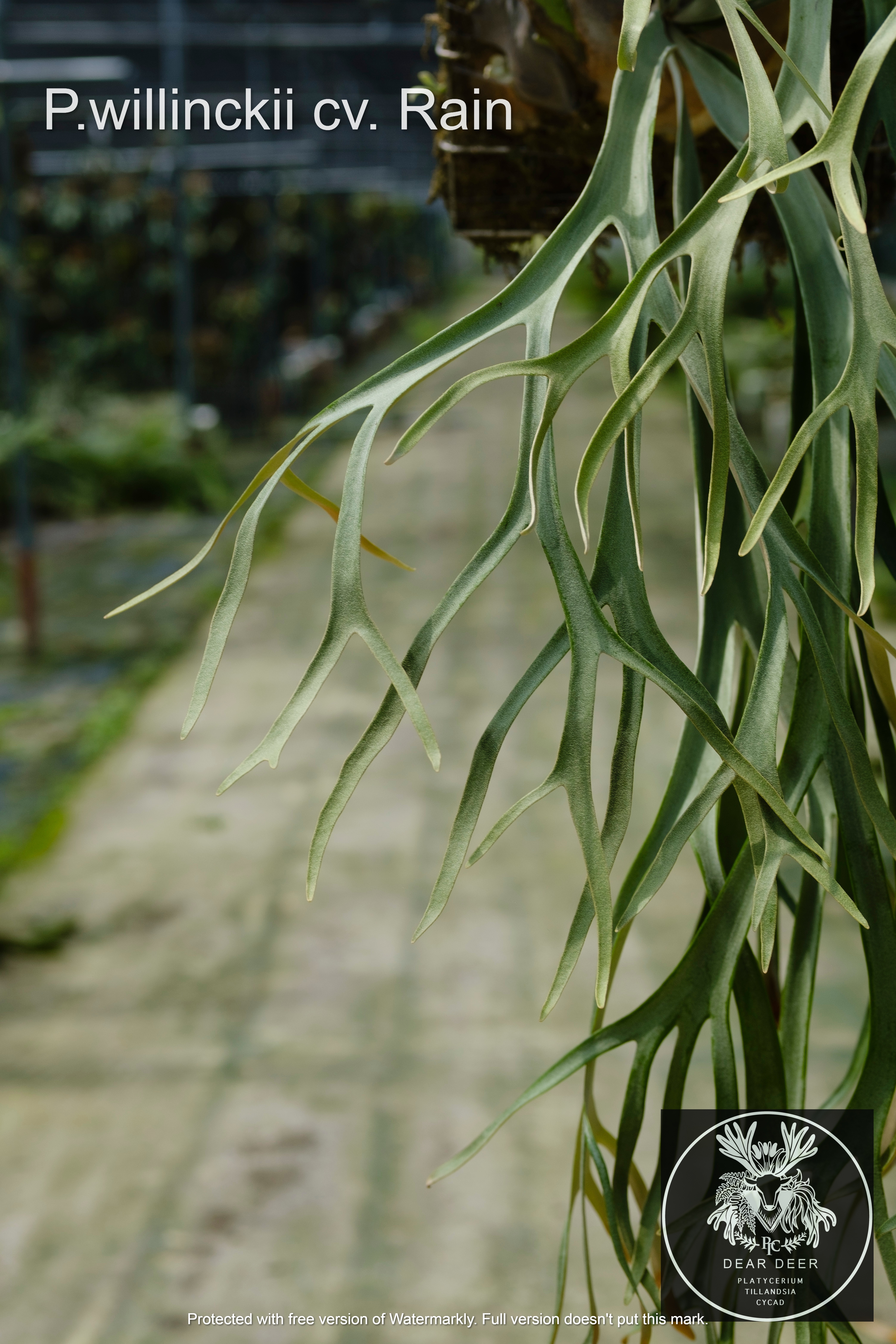 P.willinckii cv. Rain