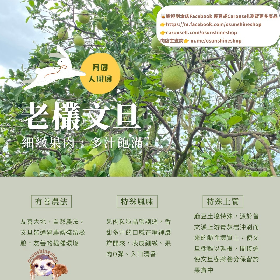 Osunshineshop 台南 文旦 6個 / 12個 禮盒裝 中秋節