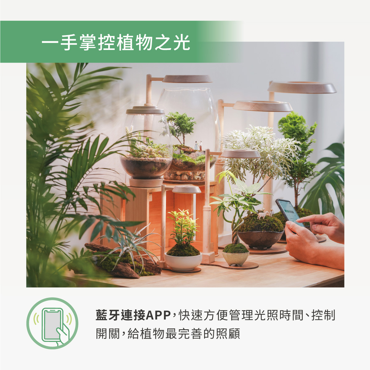 林淡幽　花生　共箱 林淡幽　花生　共箱