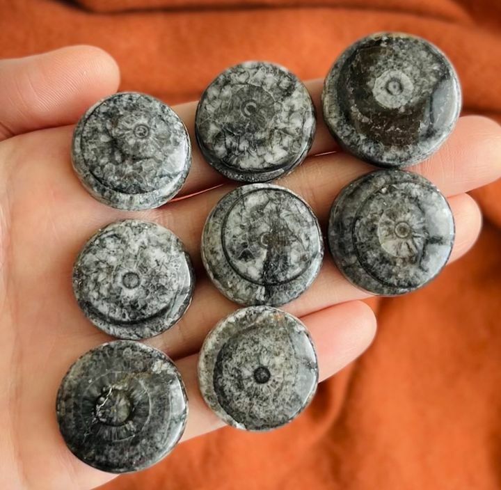 [原石] 黑珊瑚玉