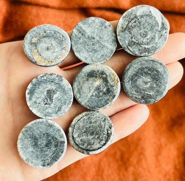 [原石] 黑珊瑚玉